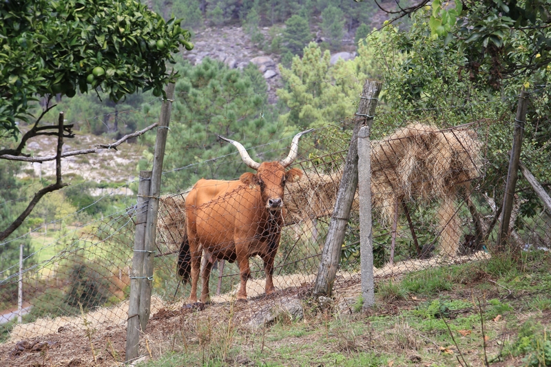 Parque Natural Baixa Limia -Serra de Xurés