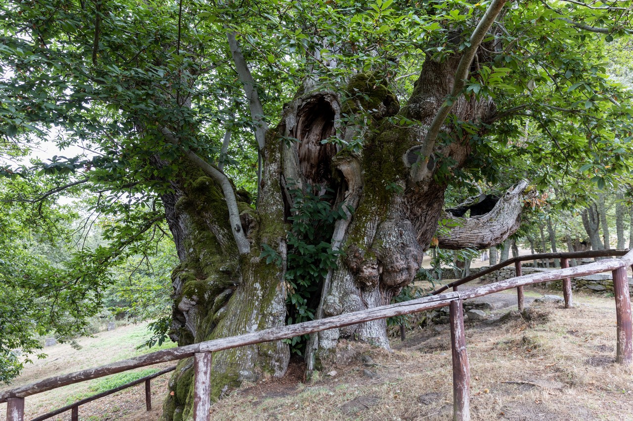 Souto de Rozavales